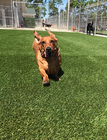 Dog-Area Dog Park | Direct Flooring Center